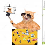 Kot Selfie - Podróż